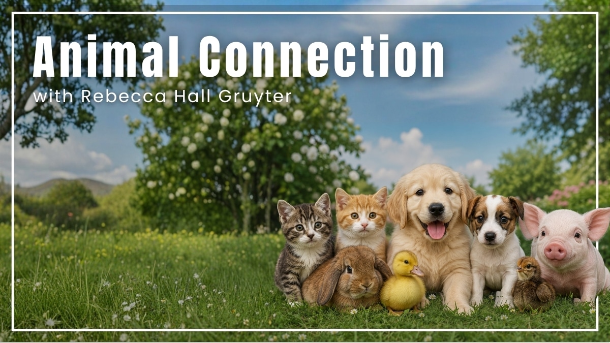 Animal Connections Cover